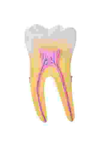 Kies Anatomisch model 2-delig