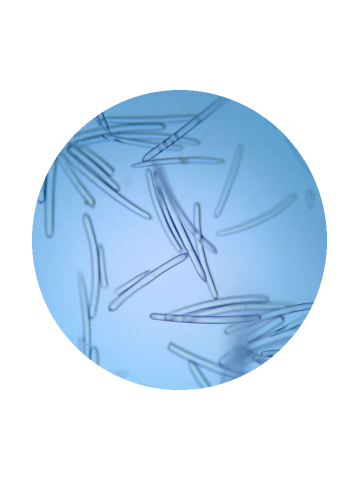 Witte Spicules / Fractional...