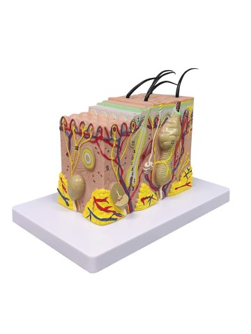 Anatomisch model van Huid + Haar - voor anatomie les dermatoloog of huidtherapeut